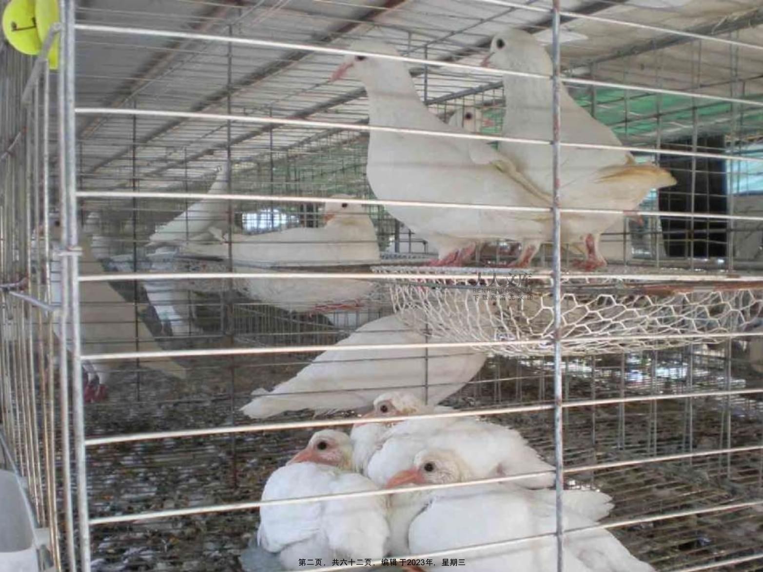 肉鴿鵪鶉雉雞飼養(yǎng)管理技術及光禽屠宰生產指南