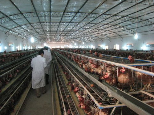 社區(qū)“禁養(yǎng)令”風(fēng)波 農(nóng)民養(yǎng)殖權(quán)益與基層治理的平衡之道