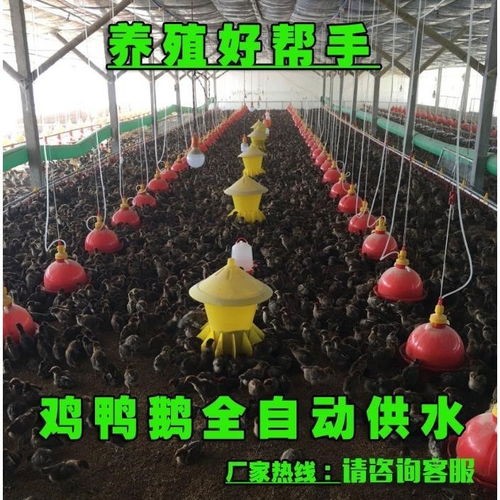 家禽自動(dòng)飲水器 現(xiàn)代化養(yǎng)殖的高效工具