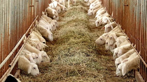 中國方便速食第一大省，究竟還有多少“國貨之光”未被發(fā)掘？