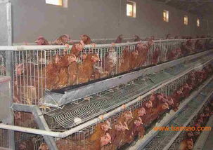 家禽養(yǎng)殖場如何科學(xué)選擇溫控鍋爐 從類型、廠家到價(jià)格的全面指南