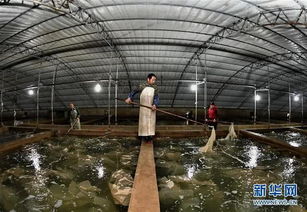 樂亭 海產(chǎn)品工廠化養(yǎng)殖與光禽屠宰加工雙輪驅(qū)動(dòng)，鋪就農(nóng)民增收致富路