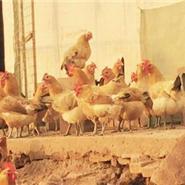 保定家禽養(yǎng)殖基地 光禽批發(fā)與現(xiàn)代化屠宰生產(chǎn)全解析