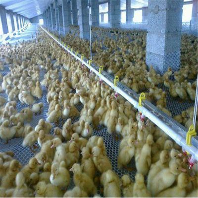 專業(yè)視角下的肉雞養(yǎng)殖、光禽屠宰與現(xiàn)代化生產(chǎn)流程