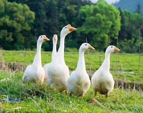 天鷹農莊 林內養家禽，小循環撬動大產業